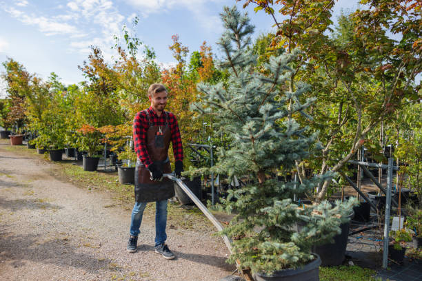 Best Emergency Tree Removal  in West Berlin, NJ